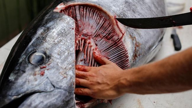 10-ikan-laut-ini-mengandung-merkuri-tinggi-sudah-tahu-belum_fbea043.jpg