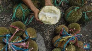 6-makanan-ini-bisa-bahaya-jika-dikonsumsi-bersama-durian_ded9cde.jpg