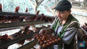 berkah-makan-bergizi-gratis-saham-ayam-ayaman-siap-terbang_2e1e274.jpg