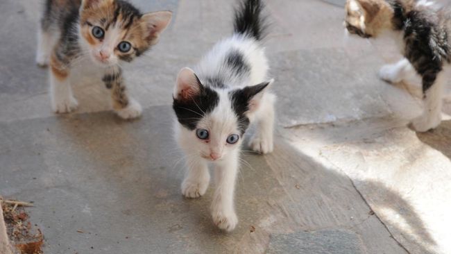 3-negara-punya-tradisi-makan-daging-kucing-ada-tetangga-ri_64fe849.jpg