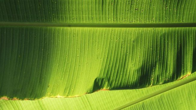 daun-pisang-jadi-harta-karun-di-as-bagaimana-nasibnya-saat-era-trump_bd354d8.jpg