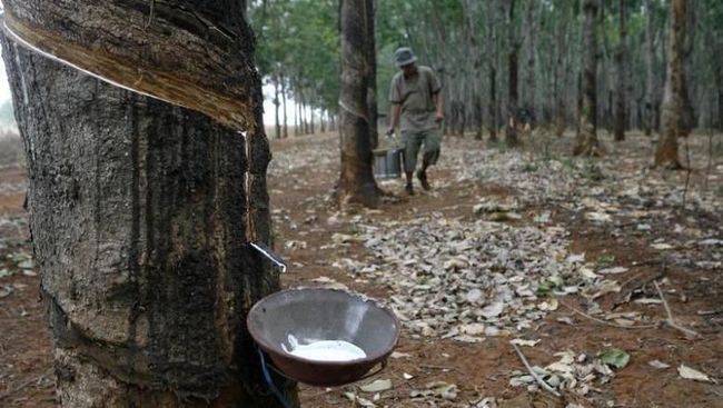 harga-karet-dunia-capai-rekor-baru-ri-dapat-durian-runtuh_0f874a3.jpg