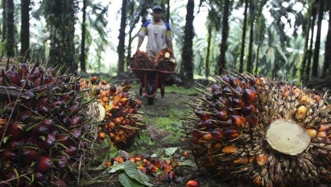 prabowo-mau-gencarkan-biodiesel-sampai-b60-minyak-sawitnya-cukup_1ae74e0.jpg