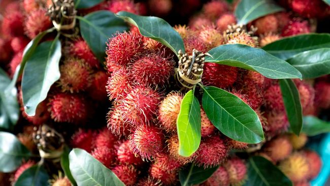 rambutan-ri-jadi-barang-mahal-di-amerika-harga-bisa-rp-500-000-kg_45453dc.jpg