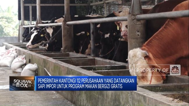 video-112-perusahaan-siap-pasok-sapi-impor-untuk-program-makan-gratis_51dedc5.jpg