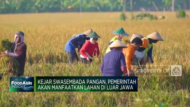 video-kejar-swasembada-pangan-ini-rencana-zulkifli-hasan_7662d31.jpg