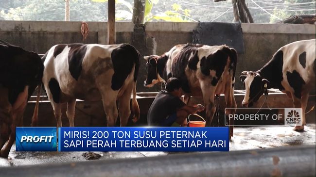 video-miris-200-ton-susu-peternak-sapi-perah-terbuang-setiap-hari_ea355b4.jpg