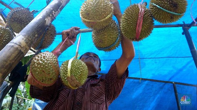 6-makanan-ini-tak-boleh-dikonsumsi-bersama-durian-dampaknya-fatal_e59af95.jpg