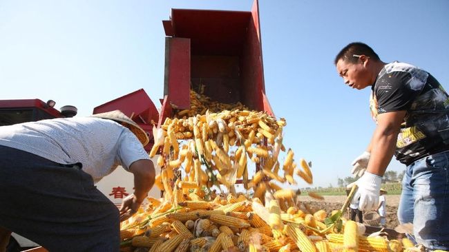 bisa-ditiru-prabowo-begini-program-swasembada-pangan-china_c6e2ff5.jpg