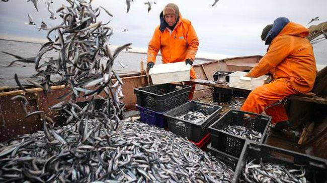 bisa-ganggu-fungsi-organ-tubuh-10-ikan-laut-ini-punya-merkuri-tinggi_5534d88.jpg