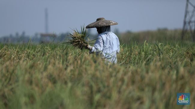 gali-sawah-petani-jawa-temukan-harta-karun-16-kg-emas_d00d772.jpg