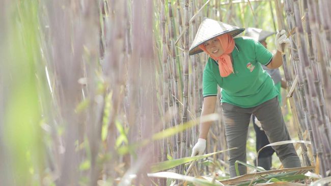 tak-diduga-ri-mulai-budidaya-tanaman-pengganti-bensin-di-merauke_e1f9b3d.jpg