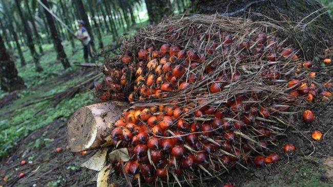 tak-gentar-diserang-ri-malaysia-siap-lawan-eropa_f4b63dc.jpg