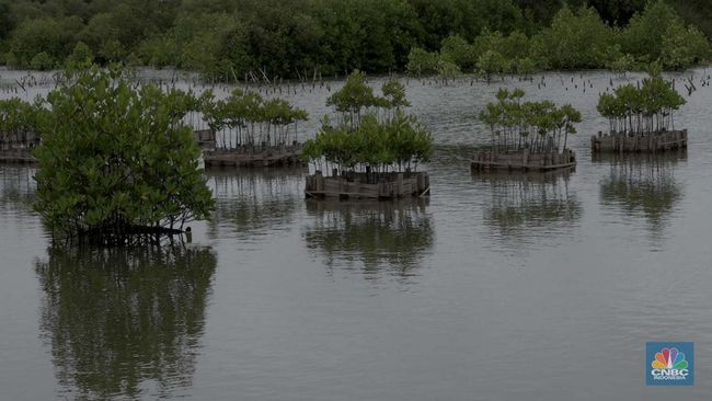 tangerang-bakal-punya-lahan-raksasa-mangrove-lokasi-di-sini_c807ea2.jpg