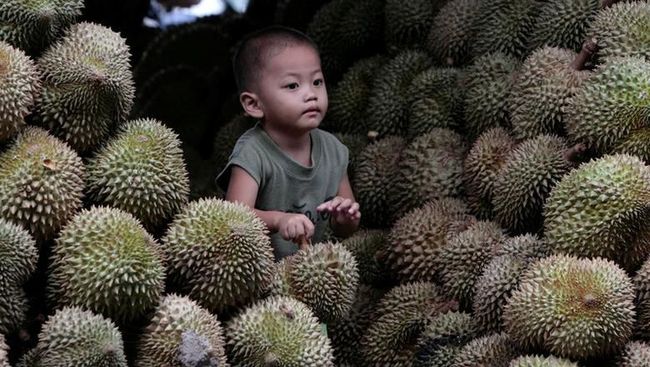 diam-diam-vietnam-jadi-raja-durian-di-dunia-ri-gimana_08d0b11.jpg