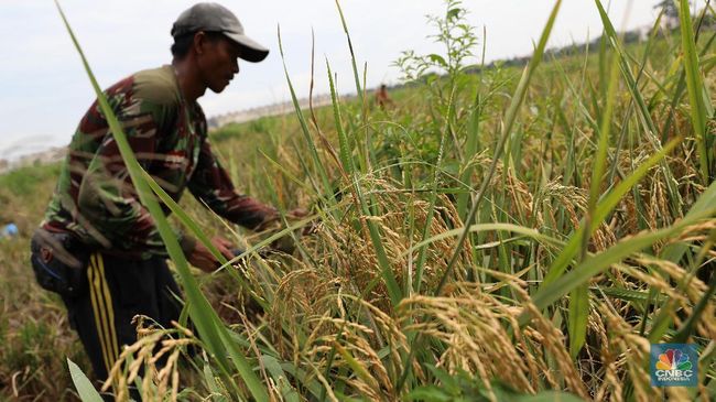 kabar-baik-buat-petani-bulog-targetkan-serap-3-juta-ton-beras-di-2025_f5cb466.jpg