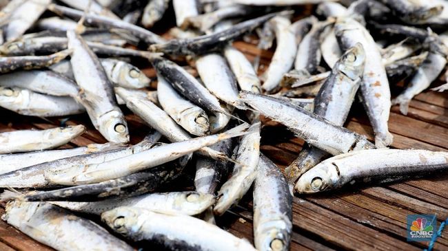 perhatikan-saat-beli-10-ikan-ini-mengandung-merkuri-tinggi_da38ea6.jpg