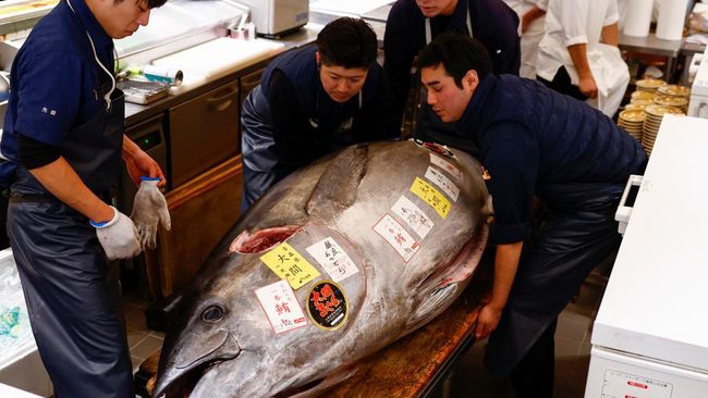 potret-tuna-raksasa-sebesar-motor-terjual-rp-21-miliar-di-jepang_411196c.jpg