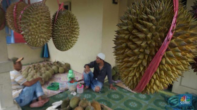 tak-disangka-buah-asli-ri-ini-disukai-orang-eropa-jadi-barang-mahal_f60f62b.jpg