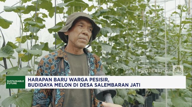 pik2-dan-harapan-warga-pesisir-melon-di-desa-salembaran-jati_7db5ed9.jpg