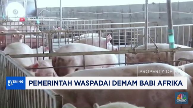 video-pemerintah-waspadai-demam-babi-afrika_8f51e51.jpg