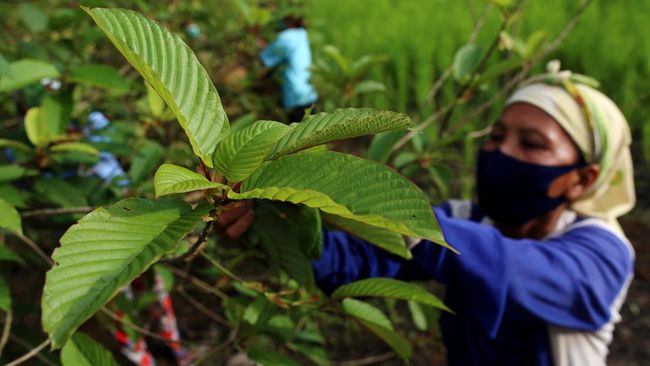 5-fakta-kratom-si-daun-surga-yang-diekspor-ri-ke-eropa-amerika_26f0c1c.jpg