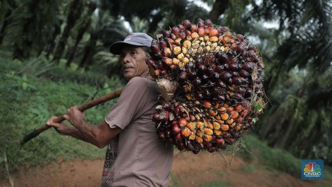 bukti-pengusaha-sawit-makin-kaya-laba-aali-lsip-tapg-kompak-moncer_7cf1d6c.jpg