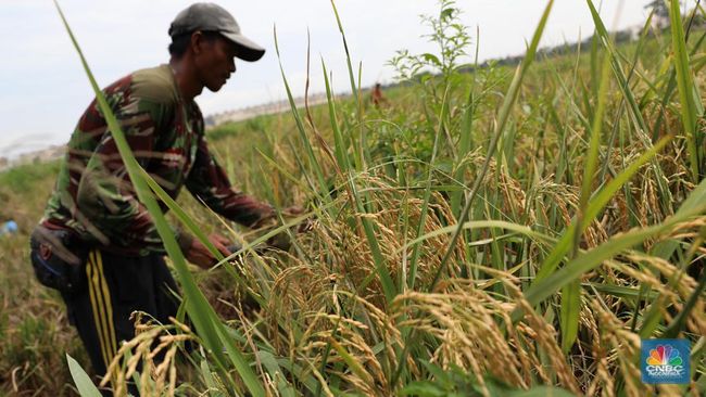 kabar-baik-pemerintah-naikkan-harga-beli-gabah-petani-rp-500-kg_e6c8c4a.jpg