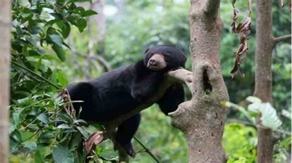 eksplorasi-flora-fauna-hutan-tropis_6ff574cc3.jpg